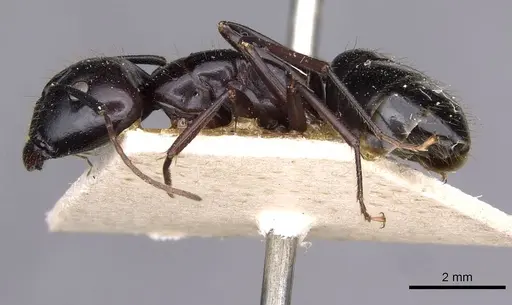 Camponotus aethiops specimen CASENT0910186 image casent0910186_3