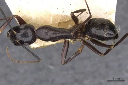 Camponotus aethiops specimen CASENT0910187 image casent0910187_1