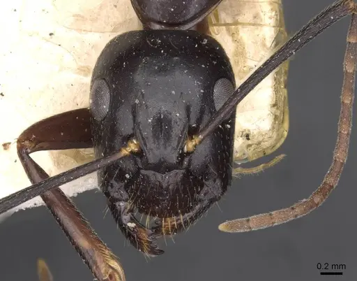 Camponotus aethiops specimen CASENT0910187 image casent0910187_2