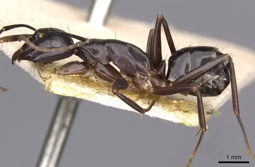 Camponotus aethiops specimen CASENT0910187 image casent0910187_3