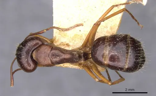 Camponotus aethiops specimen CASENT0910188 image casent0910188_1