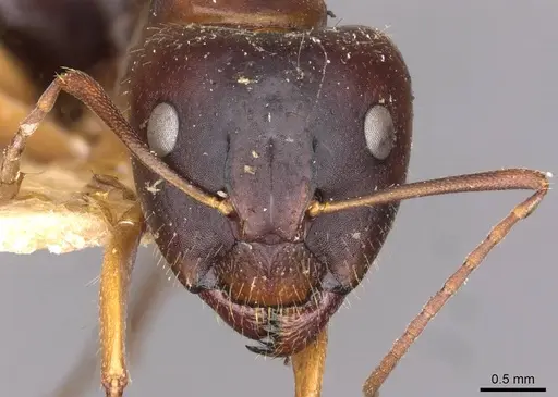 Camponotus aethiops specimen CASENT0910188 image casent0910188_2