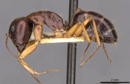 Camponotus aethiops specimen CASENT0910188 image casent0910188_3