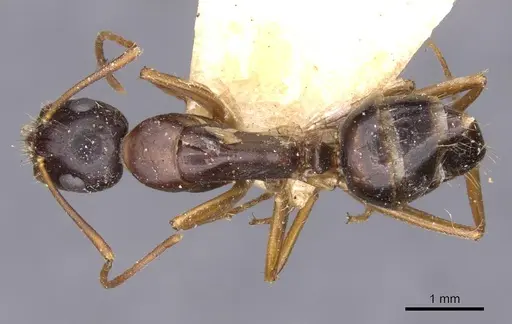 Camponotus aethiops specimen CASENT0910189 image casent0910189_1