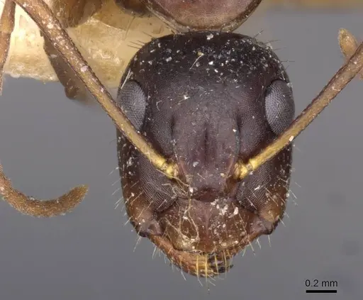 Camponotus aethiops specimen CASENT0910189 image casent0910189_2
