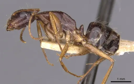 Camponotus aethiops specimen CASENT0910189 image casent0910189_3