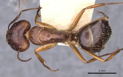 Camponotus aethiops specimen CASENT0910190 image casent0910190_1