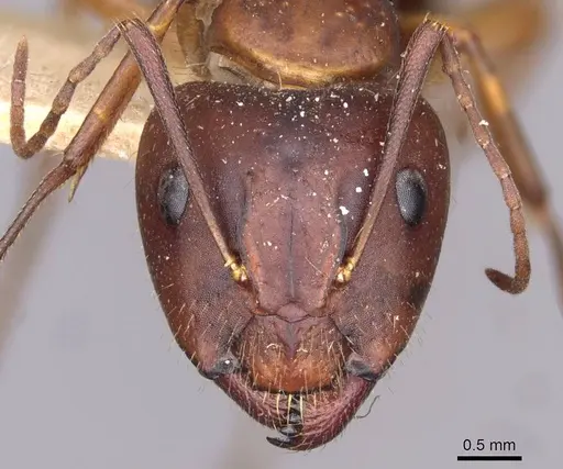 Camponotus aethiops specimen CASENT0910190 image casent0910190_2