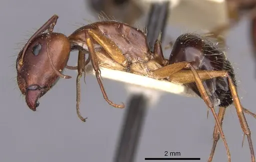 Camponotus aethiops specimen CASENT0910190 image casent0910190_3