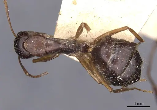 Camponotus aethiops specimen CASENT0910191 image casent0910191_1
