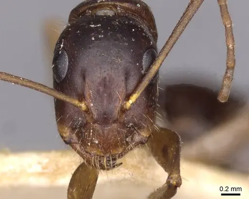 Camponotus aethiops specimen CASENT0910191 image casent0910191_2