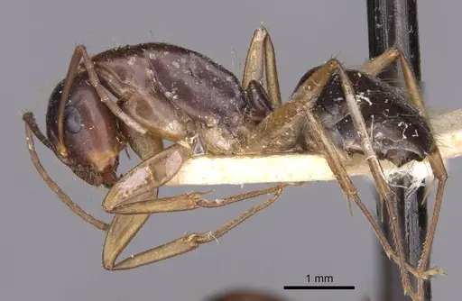 Camponotus aethiops specimen CASENT0910191 image casent0910191_3