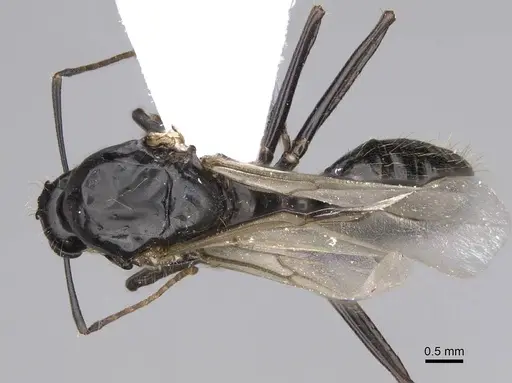Camponotus aethiops specimen CASENT0914269 image casent0914269_1