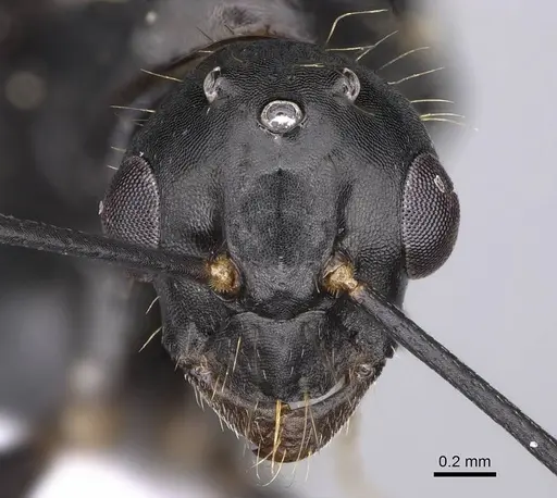 Camponotus aethiops specimen CASENT0914269 image casent0914269_2