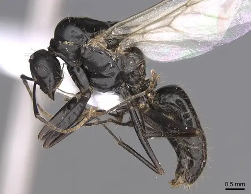 Camponotus aethiops specimen CASENT0914269 image casent0914269_3