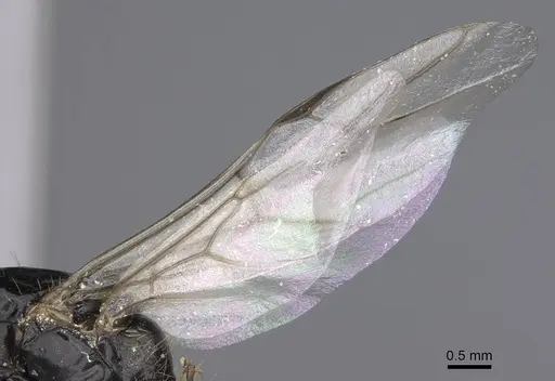 Camponotus aethiops specimen CASENT0914269 image casent0914269_4