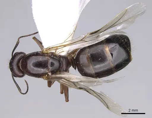 Camponotus aethiops specimen CASENT0914270 image casent0914270_1