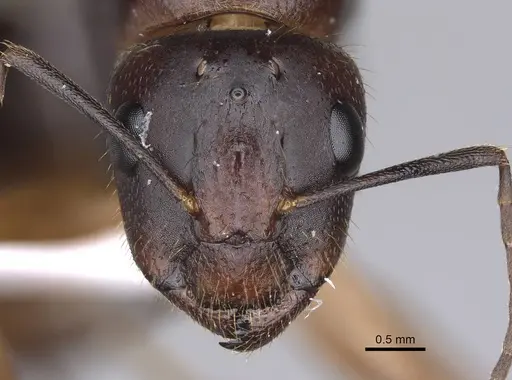 Camponotus aethiops specimen CASENT0914270 image casent0914270_2