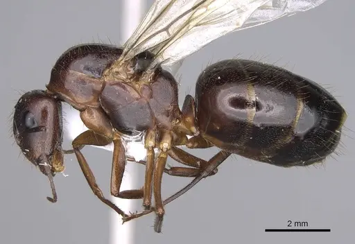 Camponotus aethiops specimen CASENT0914270 image casent0914270_3
