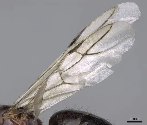 Camponotus aethiops specimen CASENT0914270 image casent0914270_4