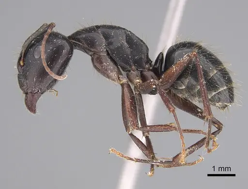 Camponotus aethiops specimen KG00857-2 image kg00857-2_1