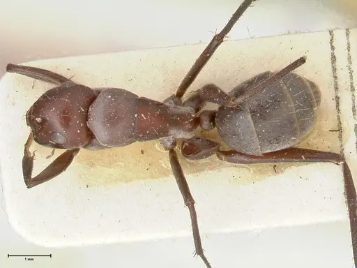 Camponotus afflatus specimen FOCOL2298 image focol2298_1