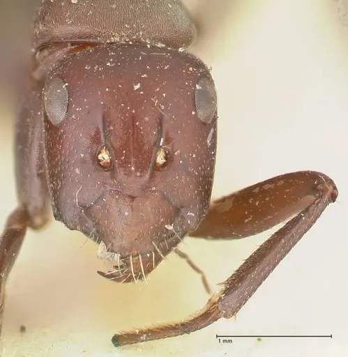 Camponotus afflatus specimen FOCOL2298 image focol2298_2
