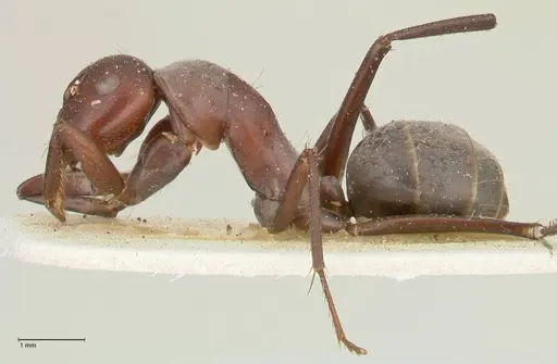 Camponotus afflatus specimen FOCOL2298 image focol2298_3