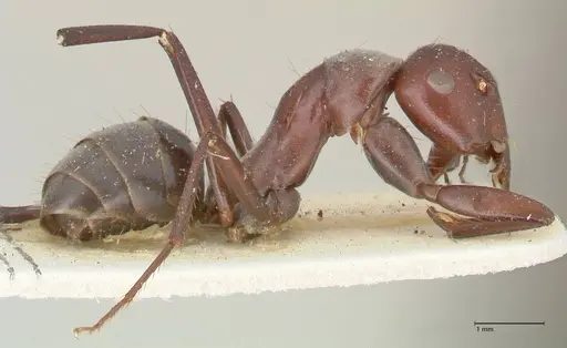 Camponotus afflatus specimen FOCOL2298 image focol2298_4