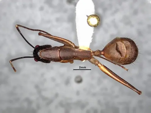 Camponotus ager specimen CASENT0633566 image casent0633566_1