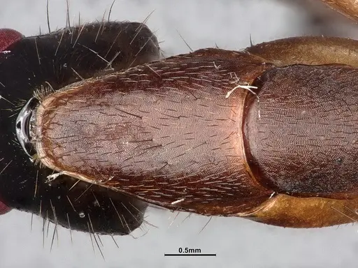 Camponotus ager specimen CASENT0633566 image casent0633566_2