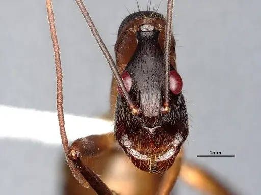 Camponotus ager specimen CASENT0633566 image casent0633566_3
