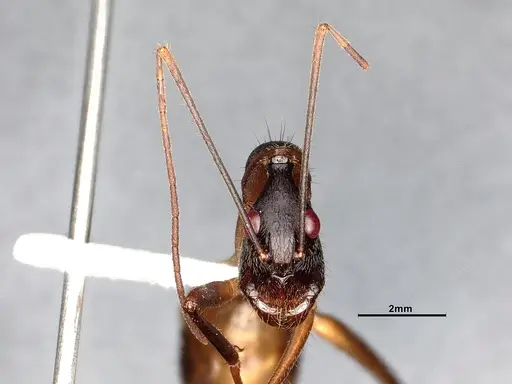 Camponotus ager specimen CASENT0633566 image casent0633566_4