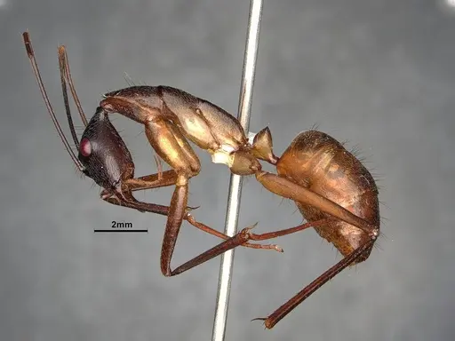 Camponotus ager specimen CASENT0633566 image casent0633566_5