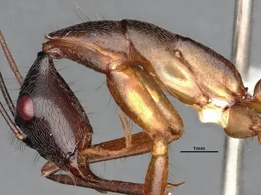 Camponotus ager specimen CASENT0633566 image casent0633566_6