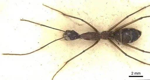 Camponotus ager specimen CASENT0903648 image casent0903648_2