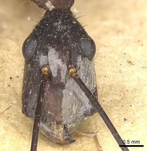 Camponotus ager specimen CASENT0903648 image casent0903648_3