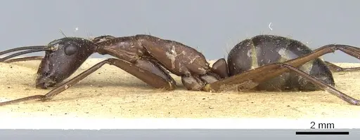 Camponotus ager specimen CASENT0903648 image casent0903648_4