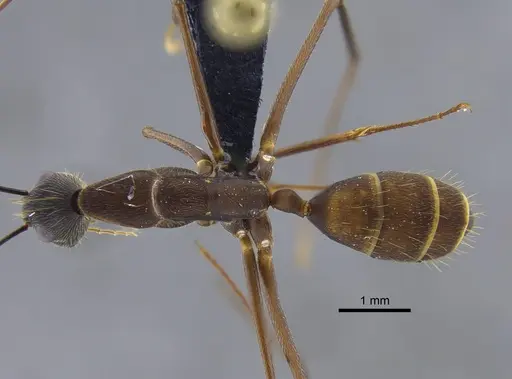 Camponotus ager specimen CBUMAGENT41799 image cbumagent41799_1