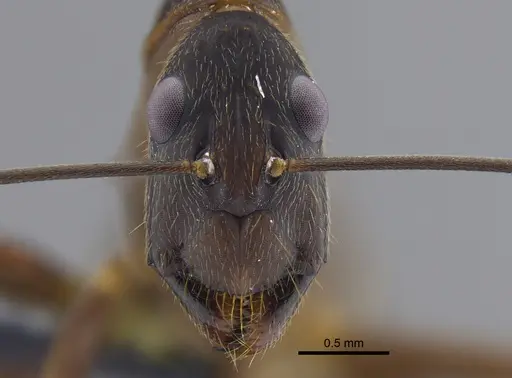 Camponotus ager specimen CBUMAGENT41799 image cbumagent41799_2