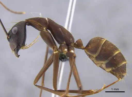 Camponotus ager specimen CBUMAGENT41799 image cbumagent41799_3