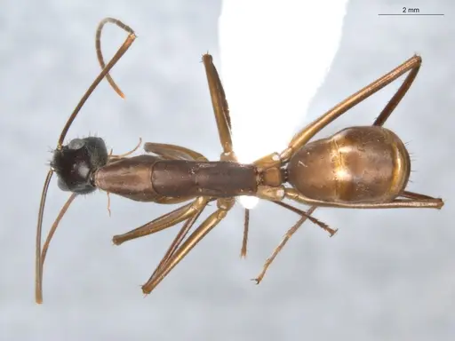 Camponotus ager specimen ECOFOG-BAF19-0036-02 image ecofog-baf19-0036-02_1