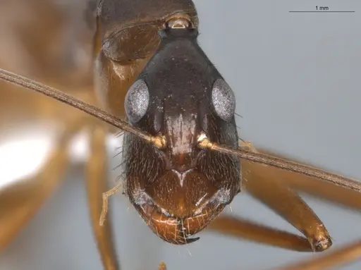 Camponotus ager specimen ECOFOG-BAF19-0036-02 image ecofog-baf19-0036-02_2