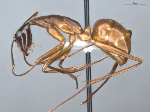 Camponotus ager specimen ECOFOG-BAF19-0036-02 image ecofog-baf19-0036-02_3