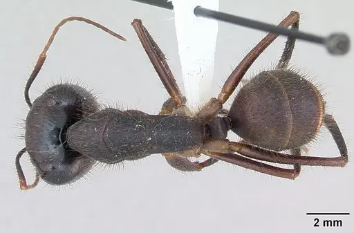 Camponotus ager specimen INBIOCRI001218763 image inbiocri001218763_1