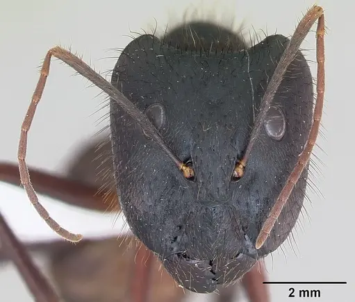 Camponotus ager specimen INBIOCRI001218763 image inbiocri001218763_2
