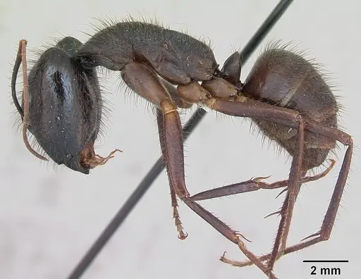 Camponotus ager specimen INBIOCRI001218763 image inbiocri001218763_3