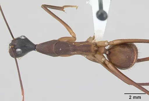 Camponotus ager specimen INBIOCRI001282861 image inbiocri001282861_1