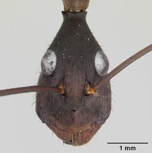 Camponotus ager specimen INBIOCRI001282861 image inbiocri001282861_2