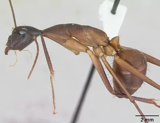Camponotus ager specimen INBIOCRI001282861 image inbiocri001282861_3
